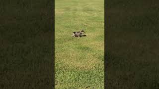 🐶 Miniature Schnauzer Puppies Playing Outside [upl. by Schreck]