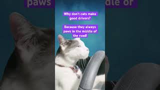 Why don’t cats make good driver 😂😂😂 cat catsounds catlover cute cutecat lovelycat [upl. by Inat]