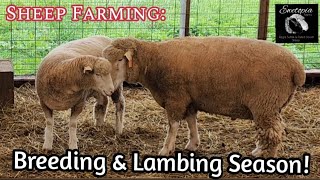 Sheep Farming Breeding amp Lambing Season September 30 2022 [upl. by Lynda744]