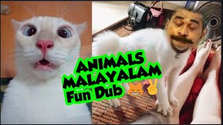 Animals Fun Dub  1m mallu cat  AQ Vlogz  1 [upl. by Rosenthal]