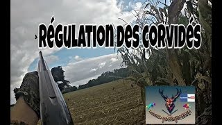 régulation des corvidés [upl. by Laehplar]