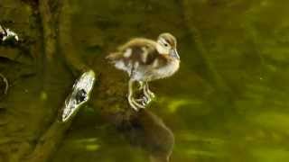 Duckling of the Mandarin Duck Aix galericulata  Küken der Mandarinente 1 [upl. by Enal]