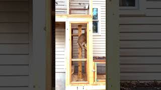 Cats play in their catio and cat tunnel catworld cathotel catio catios outdoorcatenclosure [upl. by Letnuahc298]