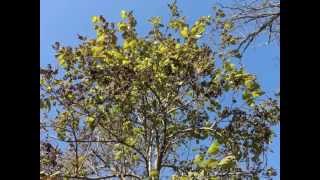 Plant portrait  Princess tree Paulownia tomentosa [upl. by Flori]