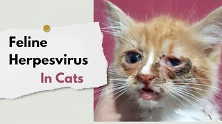 Feline Herpesvirus in cats amp kitten  Causes clinical signs treatment amp Prevention  Cats care [upl. by Ashatan72]