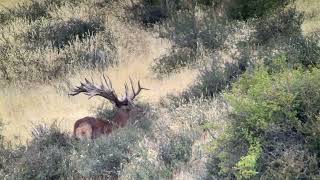 New Zealand Red Stag Hunting [upl. by Elockin]