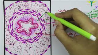 Histology of Vas Deferens \ Ductus Deferens [upl. by Ahsinid660]