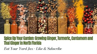 🌱 Growing ZanzibarCosta Rican Ginger Turmeric Cardamom and Thai Ginger in North Florida 🌿🌞 [upl. by Felic2]