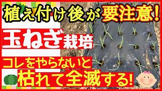 玉ねぎは定植した後が超重要！元気に育てる為にやるべき３つの事【初心者・タマネギの育て方】 [upl. by Rollie160]