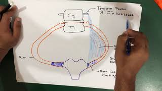 Suprapleural Membrane Anatomy [upl. by Albers551]