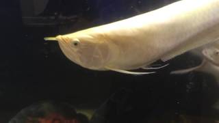 Snow White Albino Arowana [upl. by Sitoiganap]