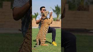 Tiger Likes Milk From Feeder  Nouman Hassan [upl. by Codding]