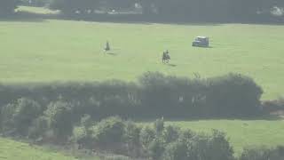 Deer coursing with vehicles Devon and Somerset Staghounds [upl. by Zapot]