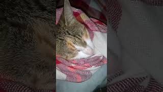 If theres a hotdogthen theres a coldcat😂 youtubeshorts shorts fyp catlover catshorts [upl. by Carilla295]