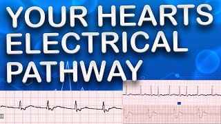 How Your Heart’s Electrical Pathway Powers Each Beat [upl. by Salokcin]