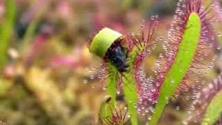 Encounters  Carnivorous Plants [upl. by Hort512]