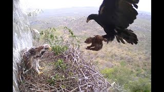 Morning meal for Verreauxs Eagles Selati Wilderness Foundation 19 August 2023 [upl. by Ahseele]