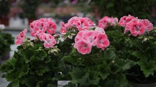 Pelargonium Grandiflorum Elegance Sunrise  Geranium with Flowers in spectacular Colours [upl. by Gierc969]