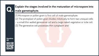 Explain the stages involved in the maturation of microspore into male gametophyte  Biology [upl. by Aimac]