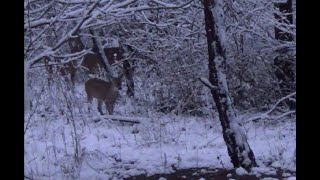 DEER Hunting in the SNOW with a RECURVE  1st ever harvest with a recurve [upl. by Silloh]