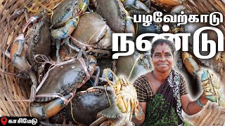 Pazhaverkadu Crab LIVE  Kasimedu Fish Market  Pulicat Live Crab  Palaverkadu River Crabs [upl. by Afital]