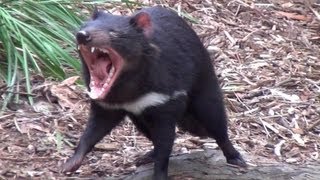 The wild Tasmanian Devil [upl. by Dviad]