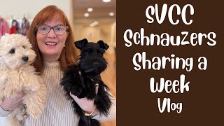 SVCC Schnauzers Vlog for Nov 12  17 2024 [upl. by Vidovic]