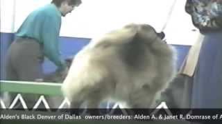 American Pomeranian Club USA Champion Show Kennels Club AKC [upl. by Helfant]