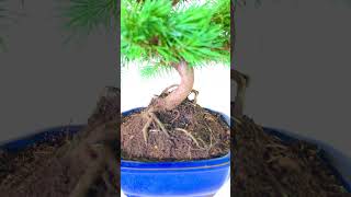 Sensational Evergreen Mediterranean Aleppo Pine Bonsai [upl. by Erkan77]