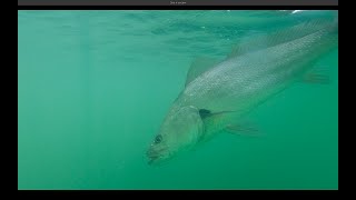 Catching Jewfish Lake Macquarie Fishing [upl. by Iveson]