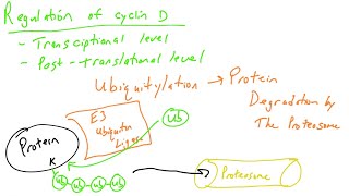 Cell cycle regulation part 4 cyclin D and Ubiquitylation [upl. by Iny964]