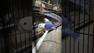 Sorotan 1237  1737 dari PROMO LOVEBIRD [upl. by Ki]