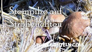 Steinpilze auf Stroh züchten  Geht das [upl. by Sheeree]