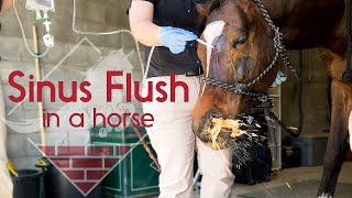 Flushing a Horses Sinus [upl. by Annaxor]