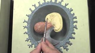 Early stages of human embryo modelmov [upl. by Haisi]