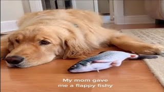 Why did Mum give me this Annoying flopping fish dog toy mycatpuppyshop [upl. by Assanav]