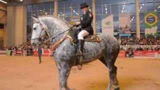 PAY PER VIEW montado Gran Campeon Percheron Agroexpo 2015 [upl. by Akeit322]