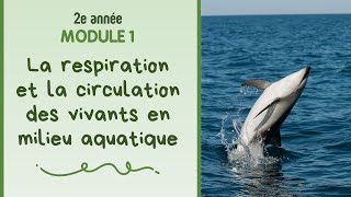 2e année  Module 1  La respiration et la circulation des vivants en milieu aquatique [upl. by Macknair]