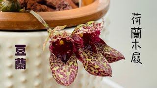 ￼蘭花（ 144 ） （國語）可愛的荷蘭木屐豆蘭 Bulbophyllum bootanoidesfrostii ￼ [upl. by Axe]