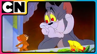 Tom and Jerry 😺🐭 Bachelorate for Toodles  Compilation  Cat and Mouse  cnindia [upl. by Haughay]