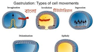 Gastrulation  types of cell movements  In Bangla l [upl. by Patience]