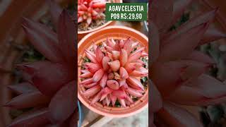 Agavoides Celestia P09 R 2990 Compre pelo WhatsApp 48991538890 [upl. by Mosera]