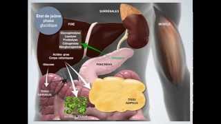 Métabolisme énergétique État de jeûne [upl. by Dayir]