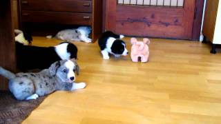 Welsh Corgi Cardigan 6 weeks old puppies  herding pig IImov [upl. by Akimet91]