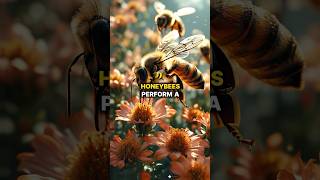 How Do Honeybees Dance honeybee honey dance waggle hive facts shorts [upl. by Uttasta]