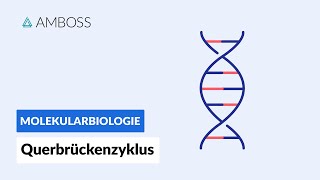 Querbrückenzyklus  Biochemie  Physiologie  AMBOSS Video [upl. by Acilegna203]