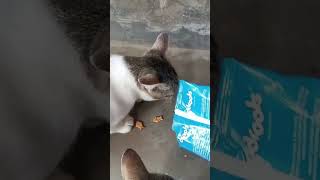 Cat food ll drools cat biscuit likesharesubscribe [upl. by Safier]