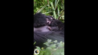 Two Gorillas Have An Epic Nap  Dian Fossey Gorilla Fund [upl. by Ardnuhs]