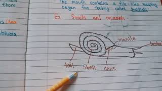 Mollusca and Echinodermata  Class 9th CBSE BoardNotes [upl. by Barret228]