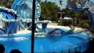 Dolphin show [upl. by Reine]